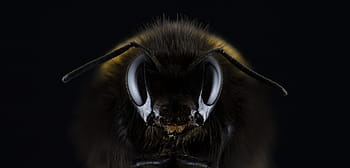 closeup, black, yellow, bee, hummel, bombus, eye, insect, sting, antennas, honey bee