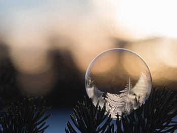 Fotoğraf, top, çam ağaçları, tüy, rüya, yakalayan şey, doğa, yapraklar, düşkapanı, bokeh, insansız