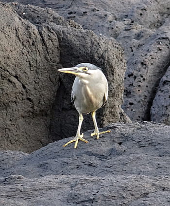 little heron, bird, wader, striated heron, butorides striata, mangrove heron, green-backed heron, beach, rocks, gokarna, sea