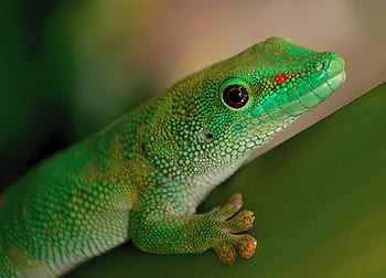 verde, geco, avvicinamento, macro, natura, occhi, animali, rettile, animale domestico, tropicale, lucertola