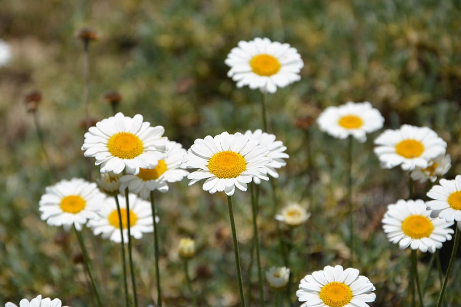 Turkey, Ispir, Flower, Nature, Summer, flowers, spring, spring flowers, plant, macro, green