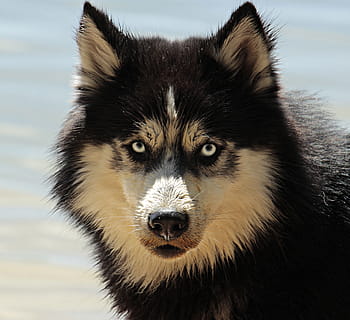 black, beige, wolf, husky, dog, dog breed, siberian husky, animal, sled dog, snow dog, snout