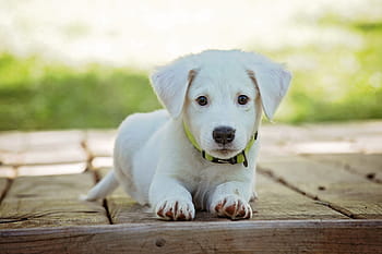 žlutá, labrador retriever štěně, dřevěný, povrch, selektivní, zaostřovací fotografie, žlutý labradorský retrívr, štěně, selektivní zaměření, fotografování, Pes