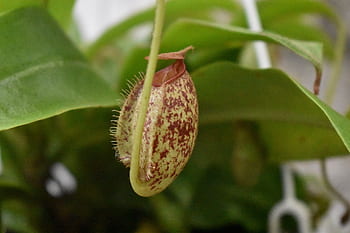 nepenthes, carnivorous plant, carnivovous plant, carnivores, insects, nepenthaceae
