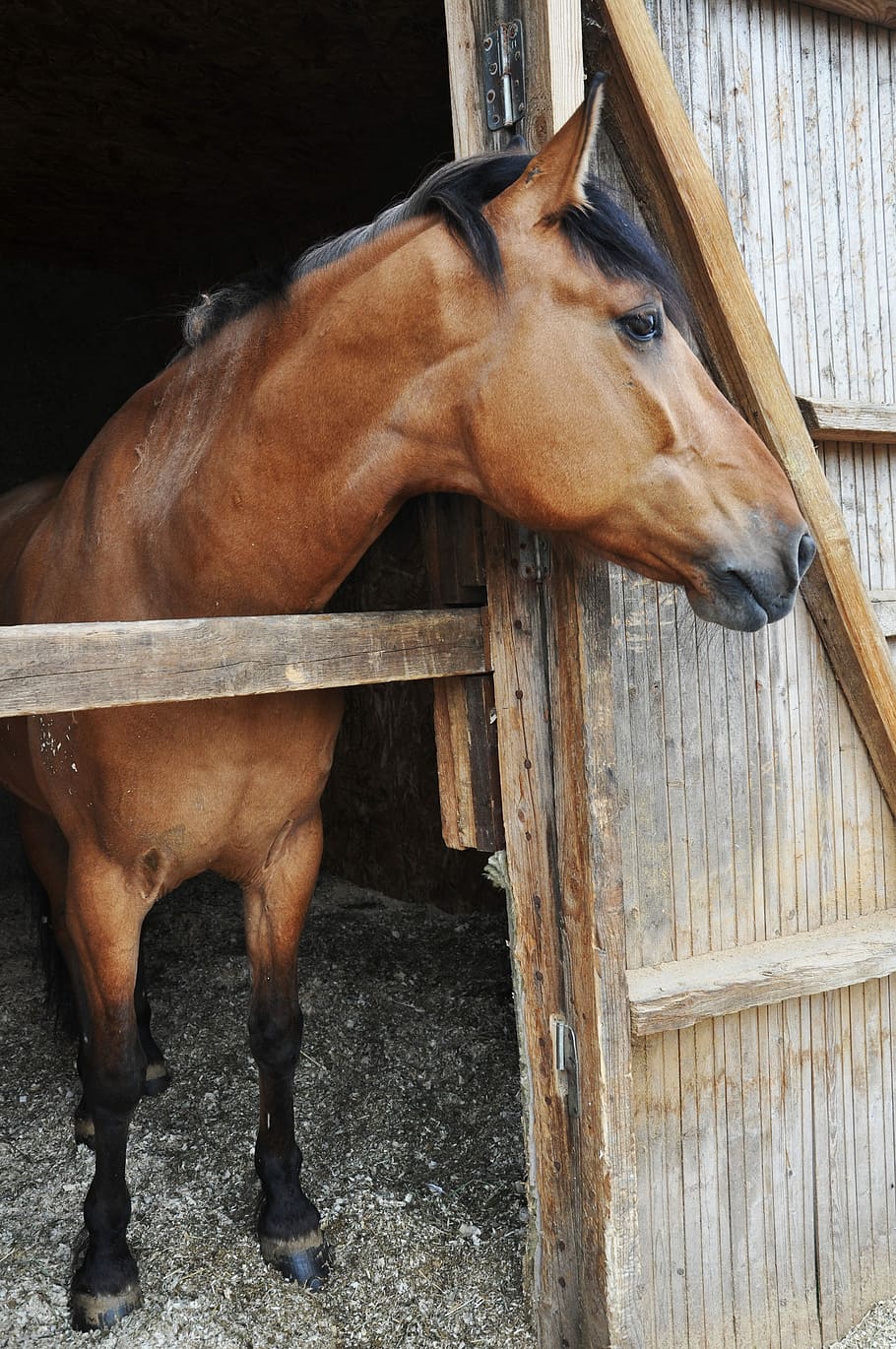 koně, zvíře, Příroda, divoký, svoboda, dom, kůň, domácí zvířata, stabilní, hospodářských zvířat, zvířat