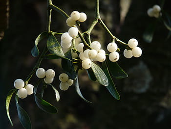 selective, focus photo, white, cherry, green, leaf tree, selective focus, white cherry, green leaf, tree, mistletoe berries