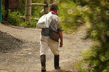 rolník, pole, Arménie, quindio, Kolumbie