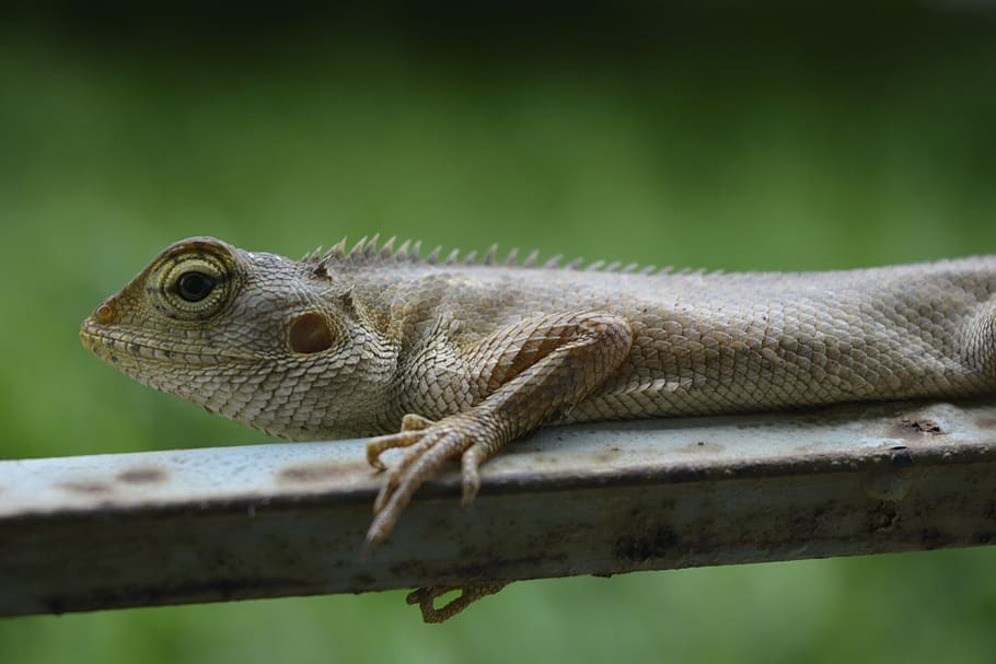 トカゲ、 カメレオン、 爬虫類、 動物、 野生動物、 自然、 野生、 クローズアップ、 マクロ、 灰色、 カバー