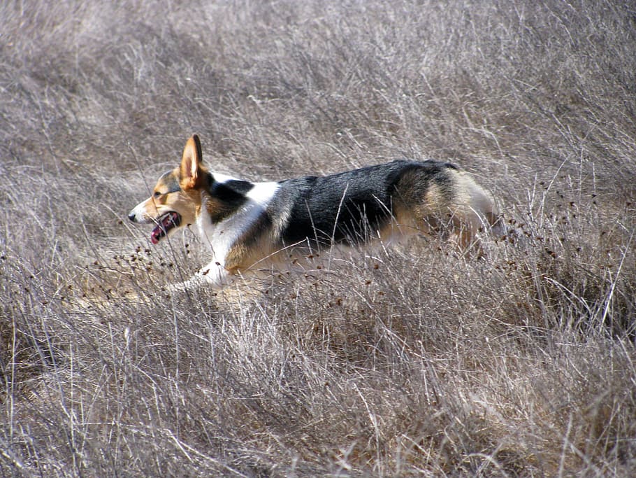 σκύλος, τρέξιμο, corgi, σαγιονάρες, κατοικίδιο ζώο, διασκεδαστικο, κίνηση, χαρούμενος