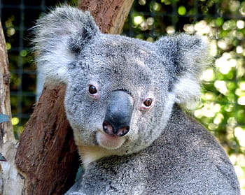 koala, kmen stromu, medvěd, roztomilý, portrét, šedá, modré oči, unikátní, Austrálie, stromový, býložravý
