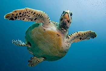green, black, swimming, turtle, tortoise, sea, immersion, deep, maldivi, underwater, one animal