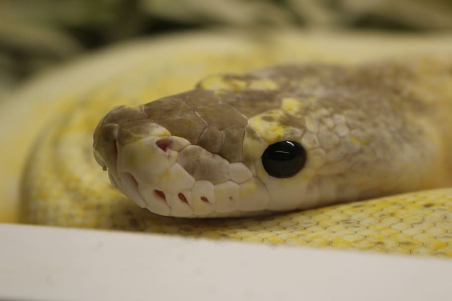 snake, yellow, reptile, terrarium, animal, head, portrait, curious, creature, python, exotic