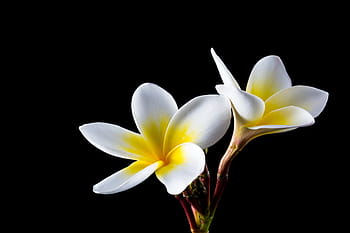 Due, fiori di plumeria bianchi e gialli, fiorire, fioritura, fiore, frangipani, plumeria, bianca, flor de cebo, albero del tempio, serra del regalo del cane