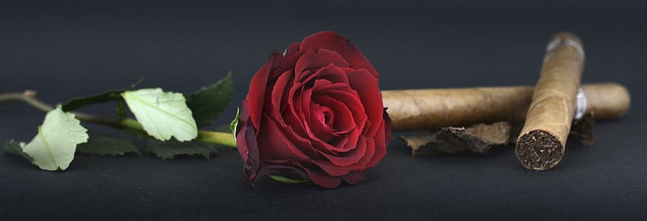 růže, červená růže, doutník, tabákové listy, růží, květ, růže květ, Příroda, Červené, hnědý, kouření