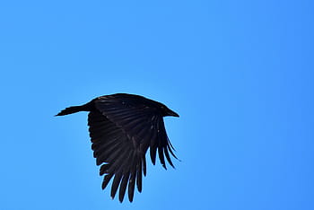 black, bird, flying, blue, sky, raven, crow, raven bird, feather, bill, carrion crow