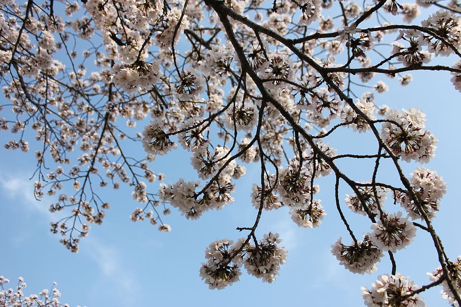 Třešňový květ, jaro, Příroda, růžový, sakura příroda růžový pramen