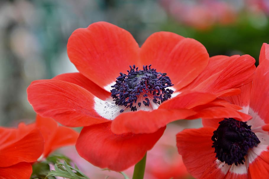 flower, red flower, plant, garden, massif, by earth, massive flowers, botanical garden, a massive bouquet, plants flowering, corner rustic