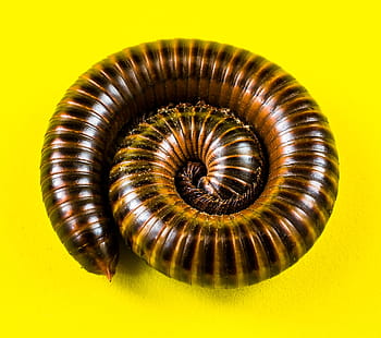 hnědé stonožky, obří tausendfüßer, stonožky, členovců, obří stonožky, myriapoda, arthropoda, červ, zazvonil, spirála, stonožka