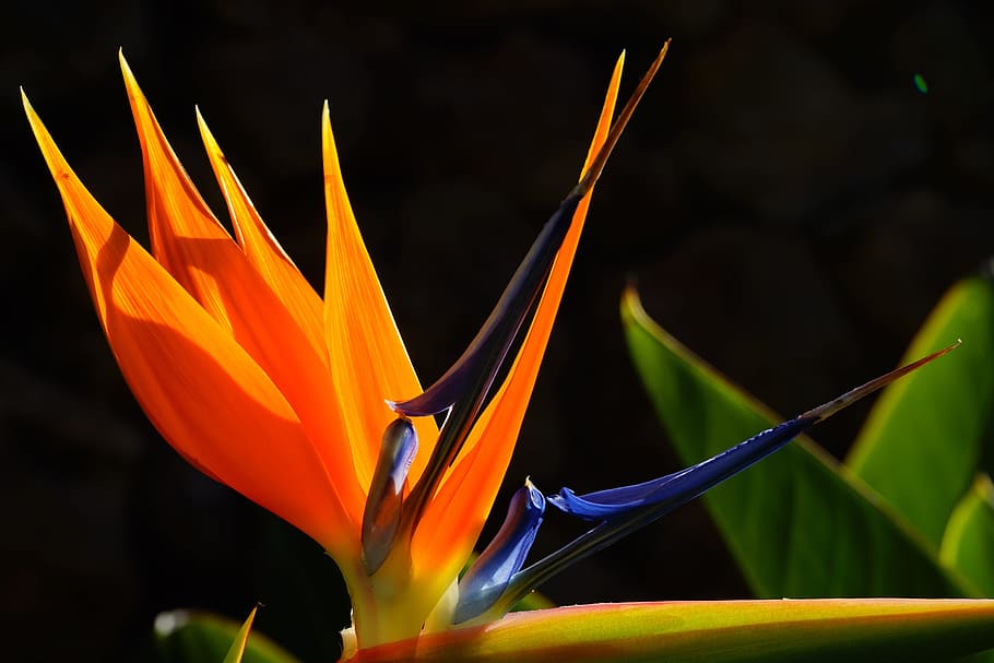 rajka květ, květina, květina, květ, Červené, žlutá, modrý, barvitý, barva, strelitzia orchideje, krále caudata, královna caudata