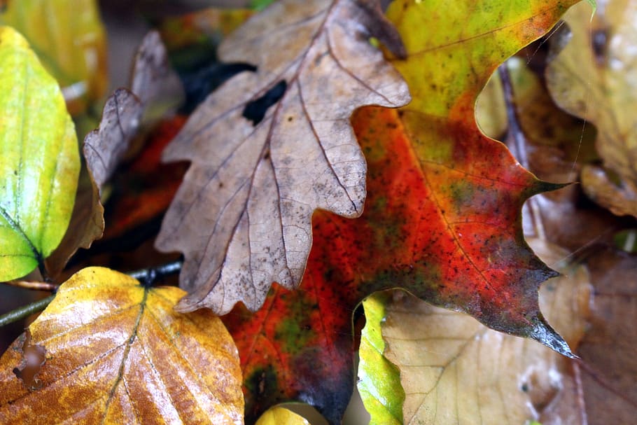 fall foliage, wet, leaves, yellow, fall color, nature, autumn colours, golden, gold, red, deris