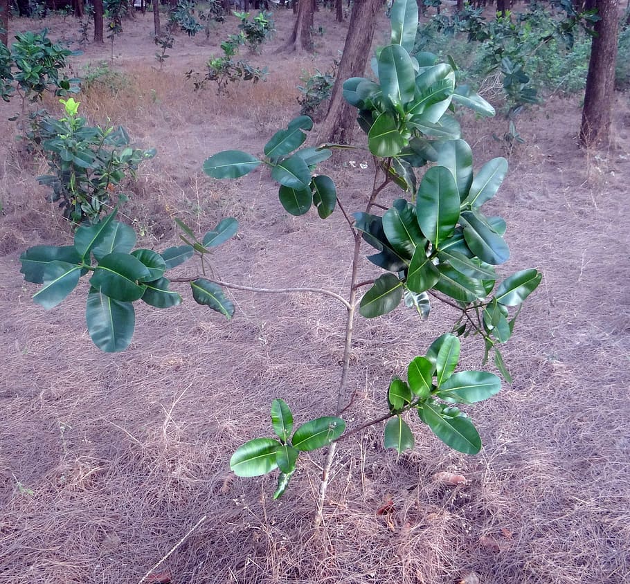 美しさの葉、 アレクサンドリア月桂樹、 スルタンチャンパ、 ナグチャンパ、 パンナガ、 calophyllum inophyllum、 カルワル、 インド