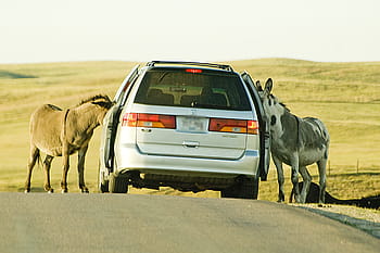 donkeys, car, road, begging, feed, feed me, intruder, animal, travel, tourism, tour