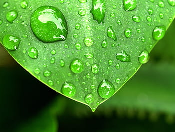green, leaf plant, rain, drops, closeup, water, leaf, grass, dew, life, macro