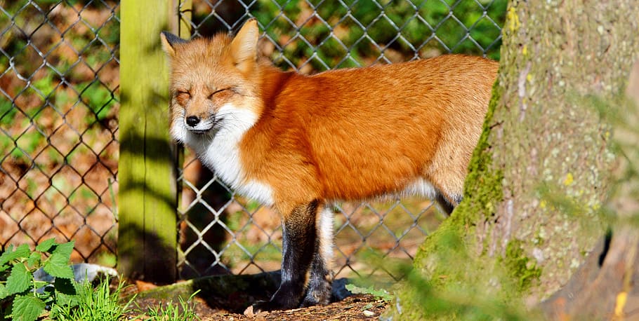 brown, fox, standing, fence, tree, daytime, fuchs, red fox, predator, reddish fur, fur
