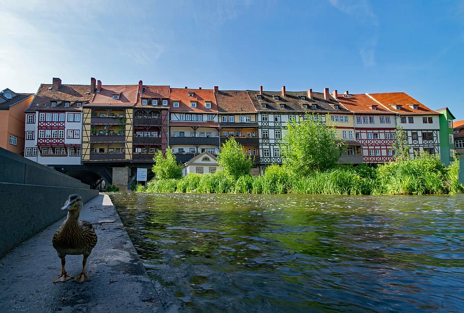 chandler bridge, erfurt, thuringia germany, germany, old town, old building, places of interest, building, history, europe, landmark