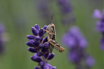cavalletta, avvicinamento, seduta, insetto, campo, macro, cricket, natura, verde, flora, dettaglio