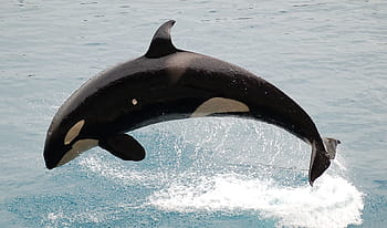 Černá, bílý, skok velryba, voda, během dne, detailní, fotografie, žralok velrybí, orca, zabijácká velryba, velryba
