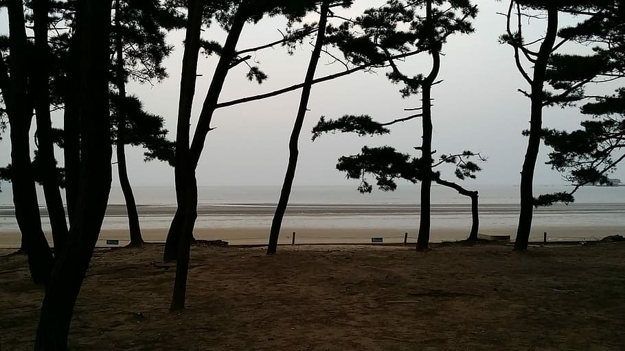 Sea, Bathing, Beach, mongsanpo, bathing beach, republic of korea, tree, nature, landscape, travel destinations, outdoors