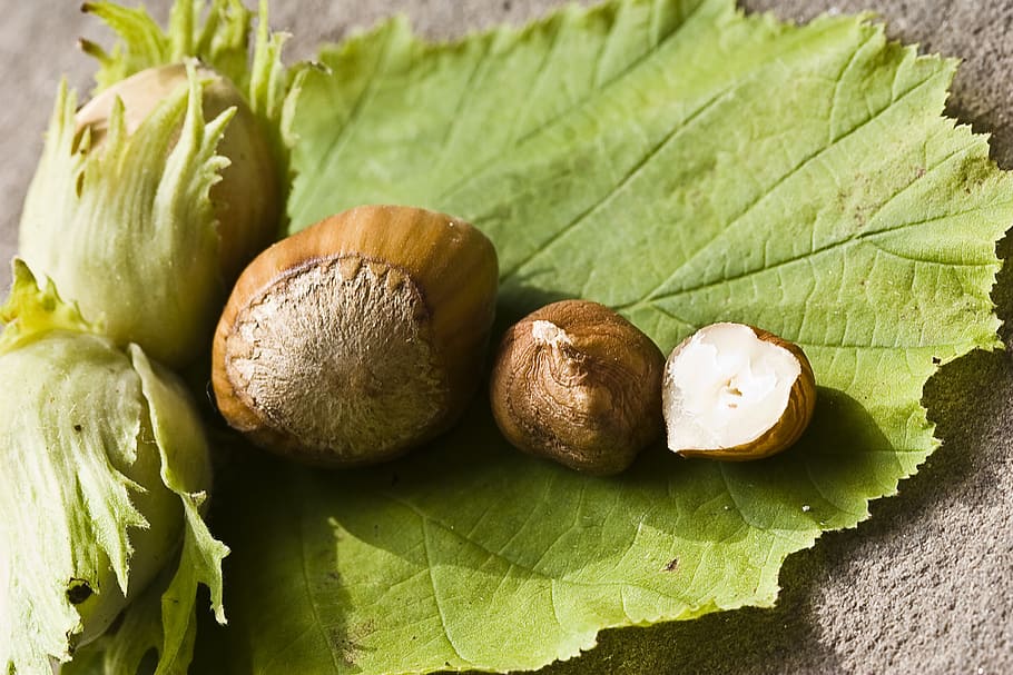 nut, hazelnut, green, eat, food, shell, walnut collection, nut mix, snack, tasty, autumn