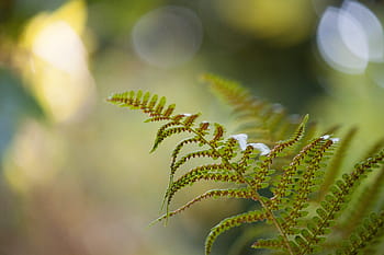selektivní, zaostřovací fotografie, zelená, kapradina, forrest garden, makro, zavřít, detail
