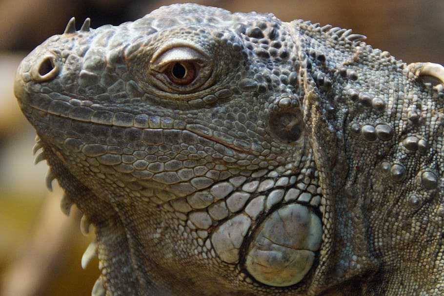 iguana, face, portrait, head, reptile, dragon, profile, eye, animal, animal world, scaly