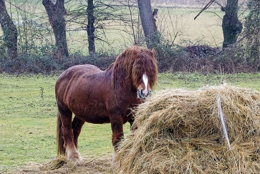 L'Aquila, Abruzzo, Italy, Horse, Horses, animals, hay, workhorse, draft horse, domestic animals, animal themes