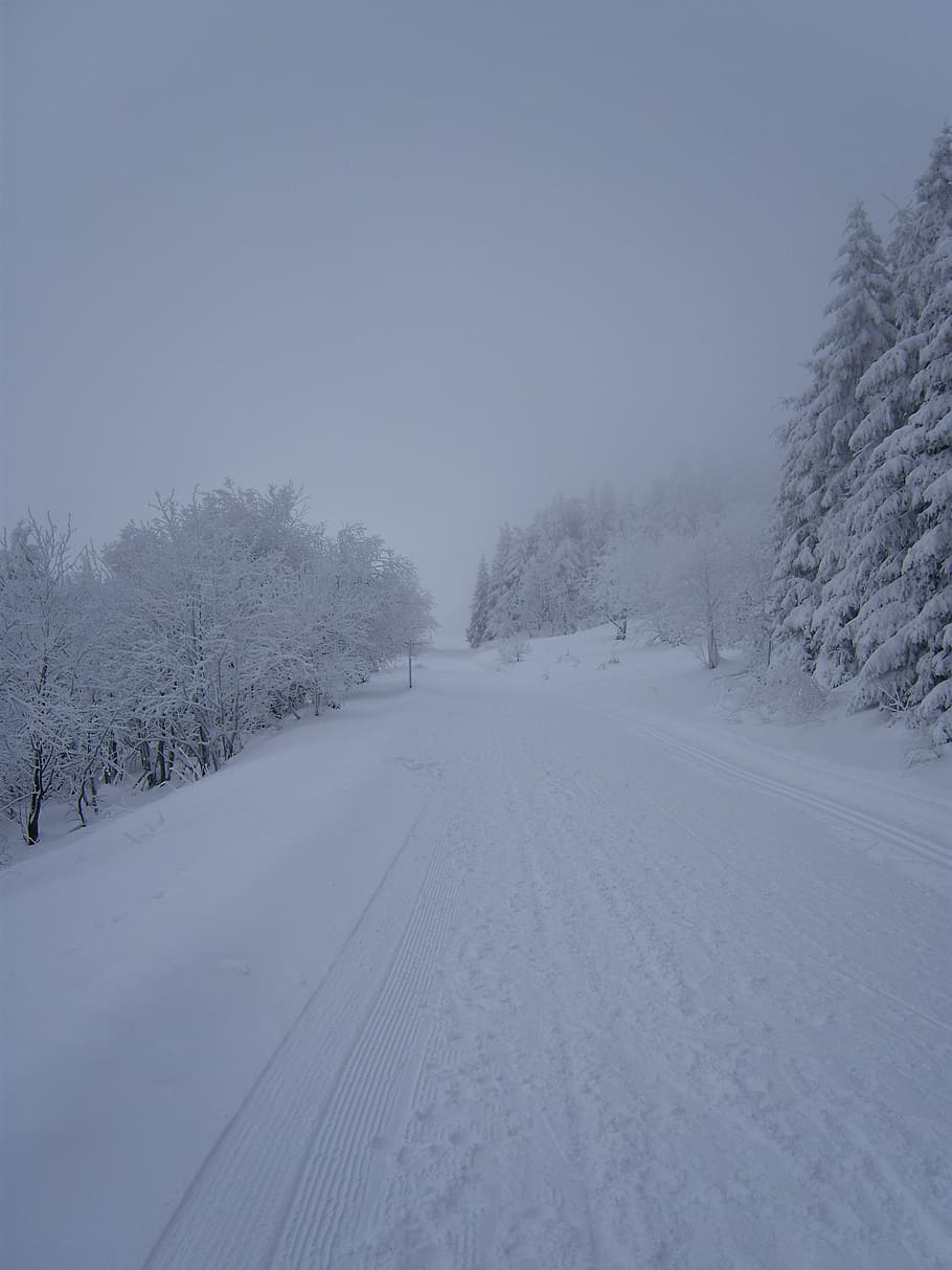 sníh, zimní, Studený, zamrzlý, mráz, pryč, silnice, strom, krajina, zimní nálada, sněžení