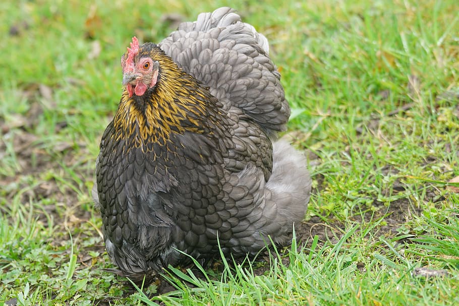 cochin, hen, chicken, poultry, livestock, range, quiet, trustful, happy hens, animal
