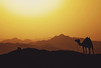 silhouette, camel, sunset, mountain, highland, cloud, sky, summit, ridge, landscape, nature