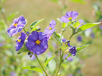 květiny, fialový, keř, nachový, modrá fialová, lycianthes rantonnetii, solanum rantonnetii, lycianthes, nachtschattengewächs, solanaceae, okrasné rostliny