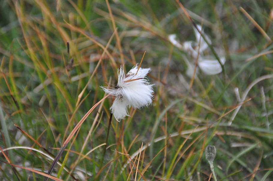 コットングラス、 アイスランド、 Scheuchzersコットングラス、 草、 羊毛の、 白、 Eriophorum scheuchzeri、 酸っぱい草温室