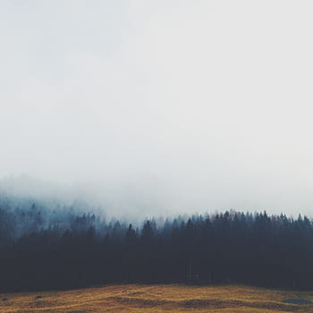 letecký, fotografování, les, během dne, zamlžené, stromy, mlha, Šedá, nebe, pole, tráva