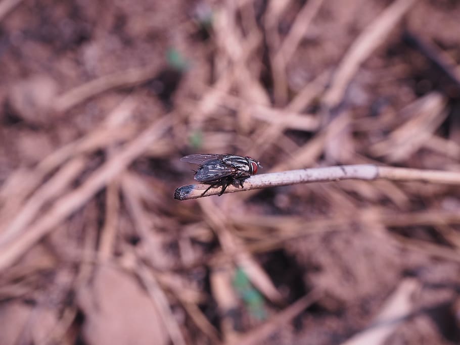mouchy, oběd, hmyz, vyprahlá, Příroda, zvíře, makro, detail, volně žijících živočichů