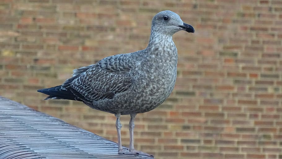racek, wilhelmshaven, Severní moře, moře, pobřeží, voda