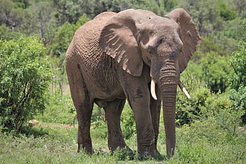 africano, elefante, Toro, pelle spessa, animali, natura, conservazione, Sud, Africa, nella stanza, tronco