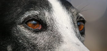 greyhound, galgo, portrait, eye
