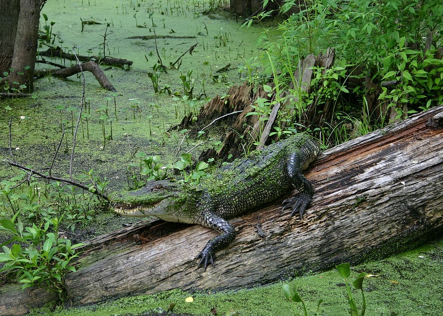 alligator, swamp, wildlife, nature, reptile, wild, dangerous, gator, camouflage, animal, crocodile