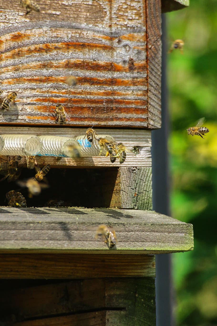 Bees, Foragers, Insect, Honey, essain, pollen, beekeeping, beehive, bee, nature, beekeeper