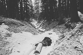 foresta, boschi, alberi, logs, la neve, inverno, natura, freddo, bianco e nero