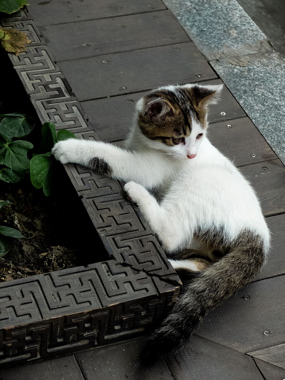 kočka, roztomilá zvířata, kotě, roztomilý, zvíře, savec, Čína lane, chengdu